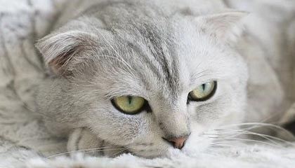 弥勒最新公积金卡提取现金方法app方法分析(最方便真实的弥勒公积金卡怎样从手机里取出来?方法)