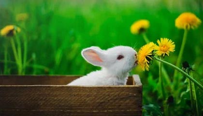 弥勒最新怎么提现公积金卡里的钱方法分析(最方便真实的弥勒怎么将公积金提现方法)